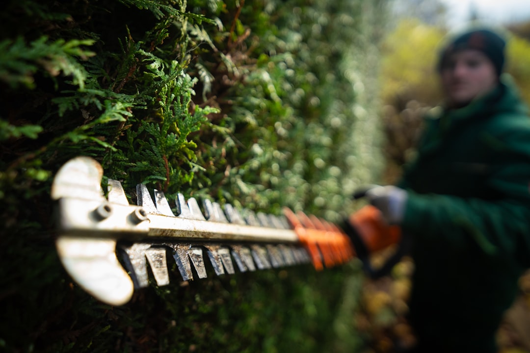 Landscaper trimming a Thuja hedge. Ultra-wide angle shot.